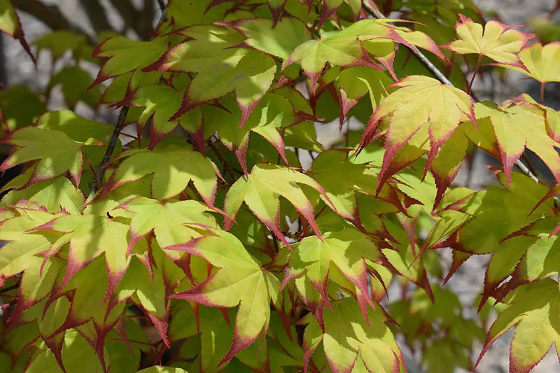 A Guide For Styling Your Japanese Maple Bonsai Tree