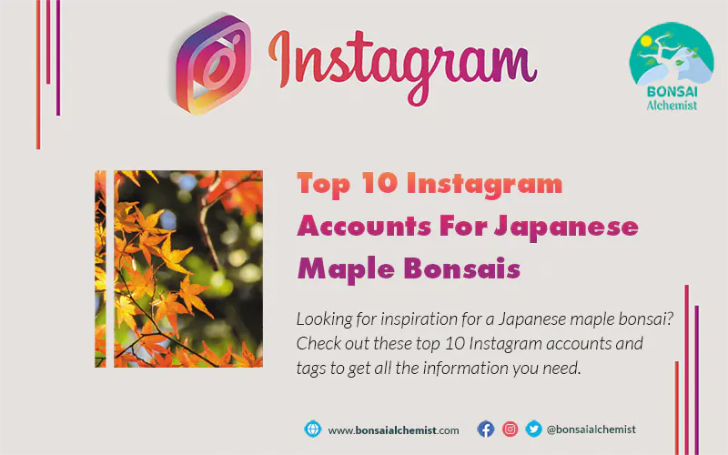 Best Instagram Accounts for Japanese Maple Bonsai