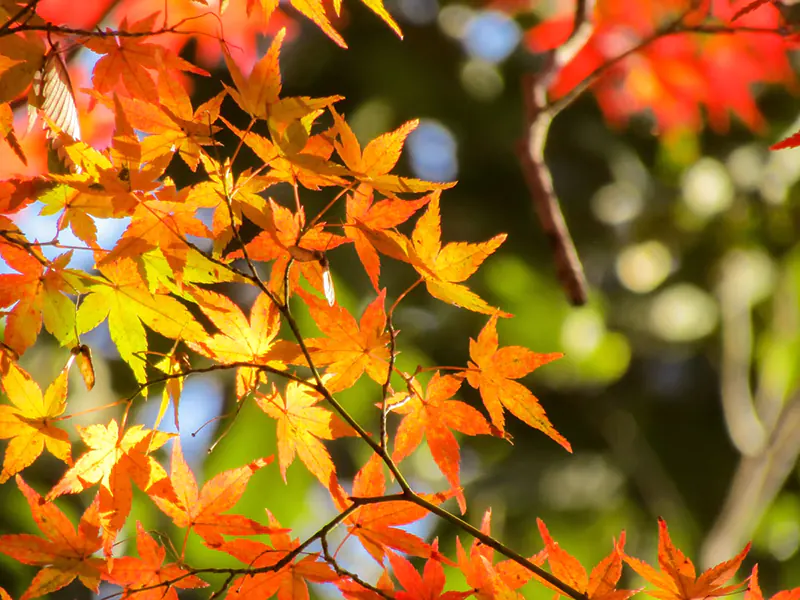 Best Instagram Accounts for Japanese Maple Bonsai