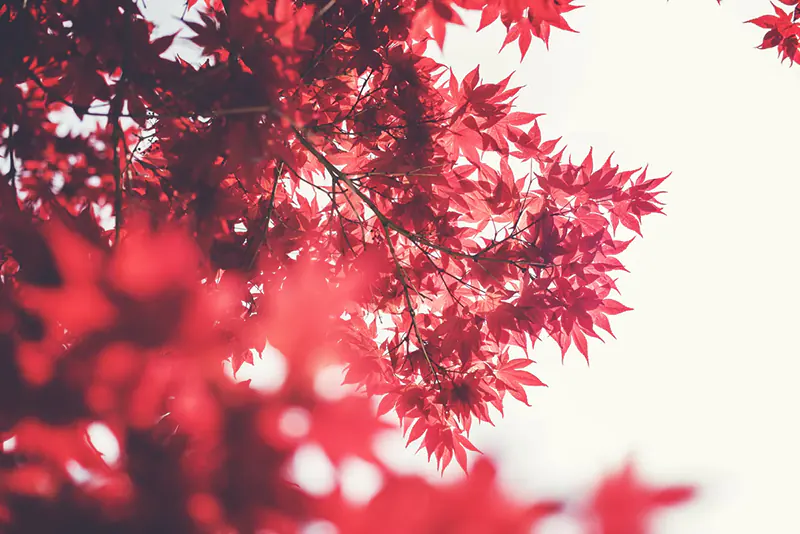 Best Instagram Accounts for Japanese Maple Bonsai