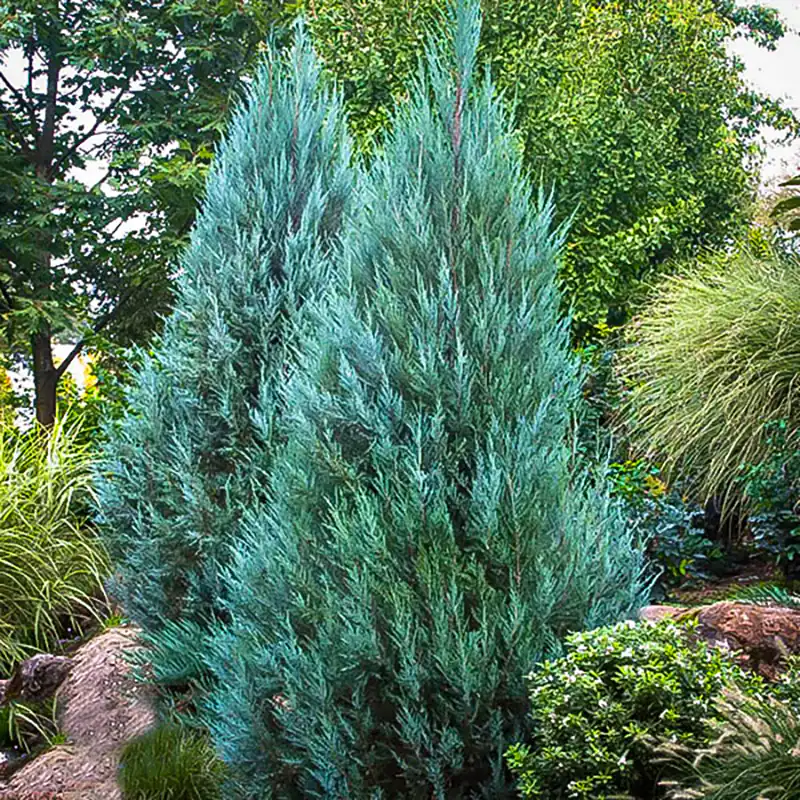 Blue Point Juniper