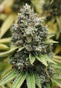 Cannabis Bonsai