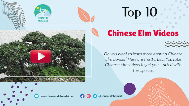 Chinese Elm Videos