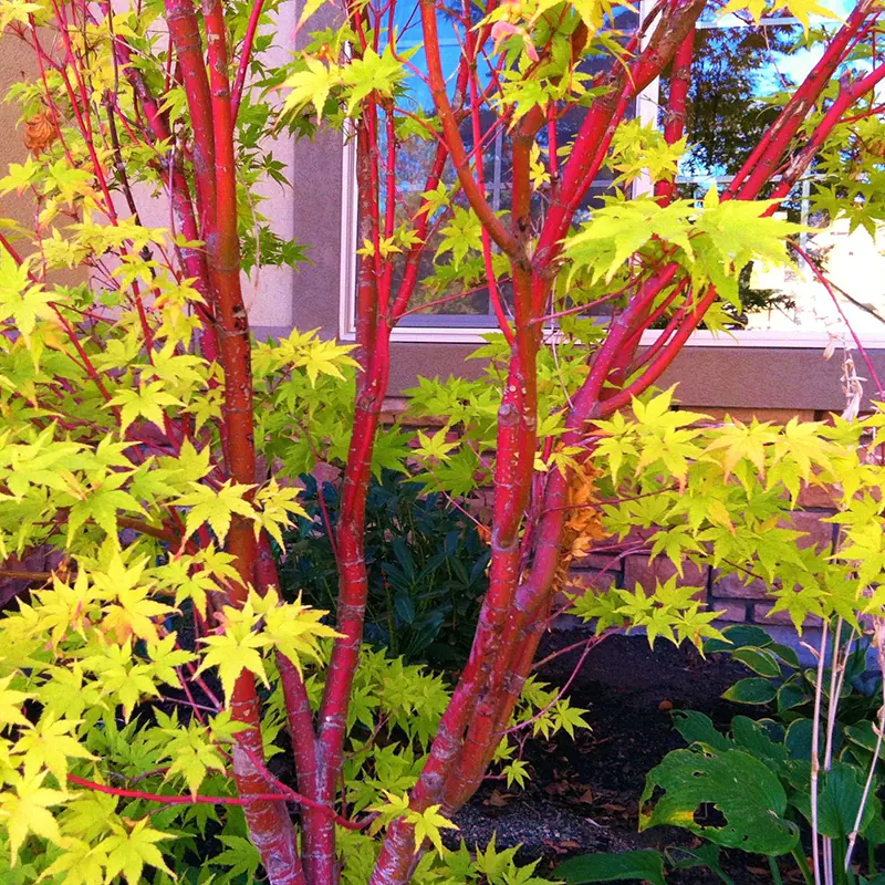 Coral Bark Japanese Maple