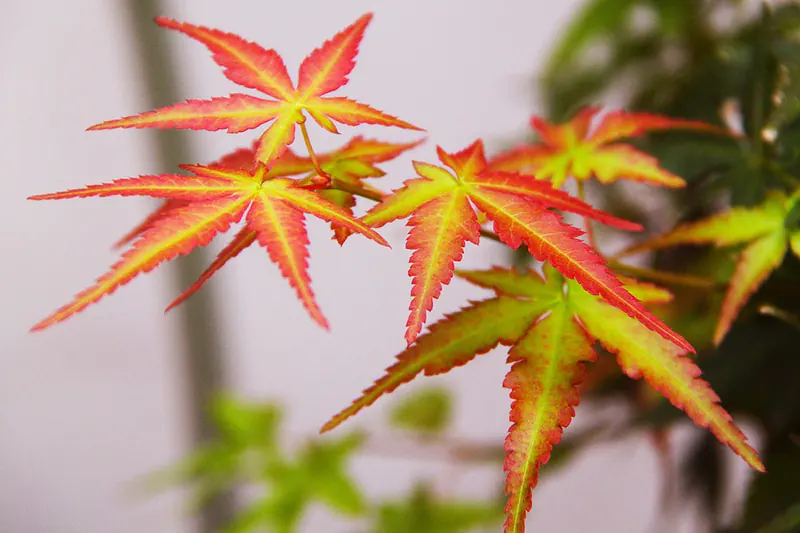 Coral Bark Japanese Maple