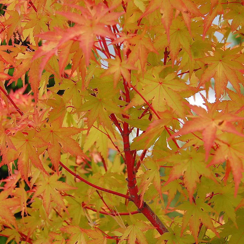 Coral Bark Japanese Maple