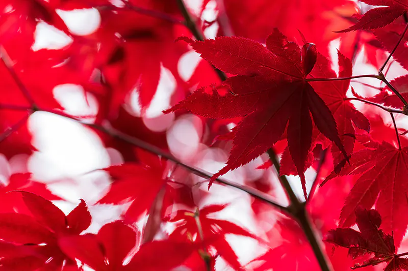 Crimson Queen Japanese Maple