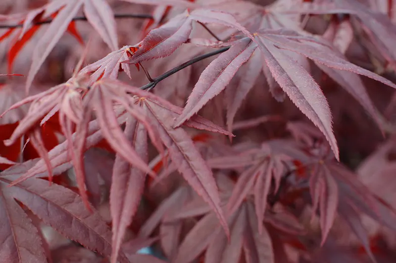 Crimson Queen Japanese Maple