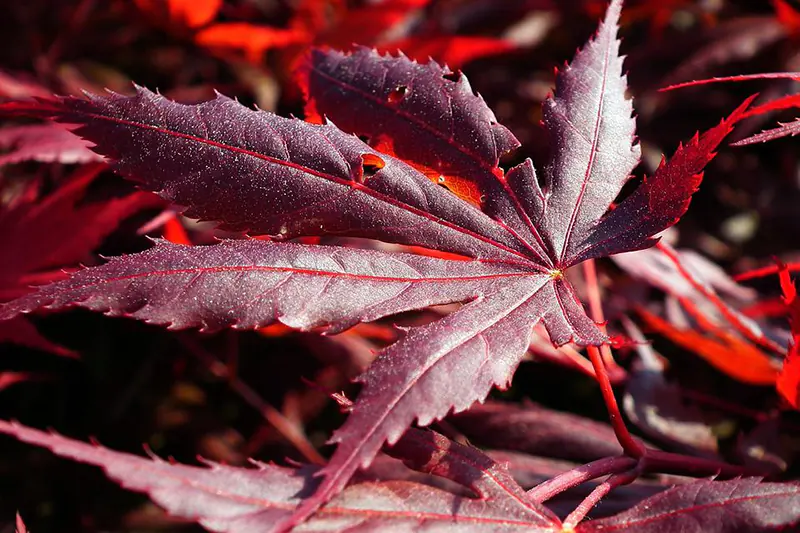 Crimson Queen Japanese Maple