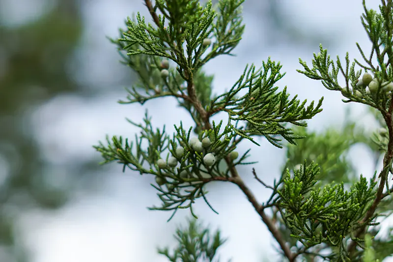 Dwarf Juniper