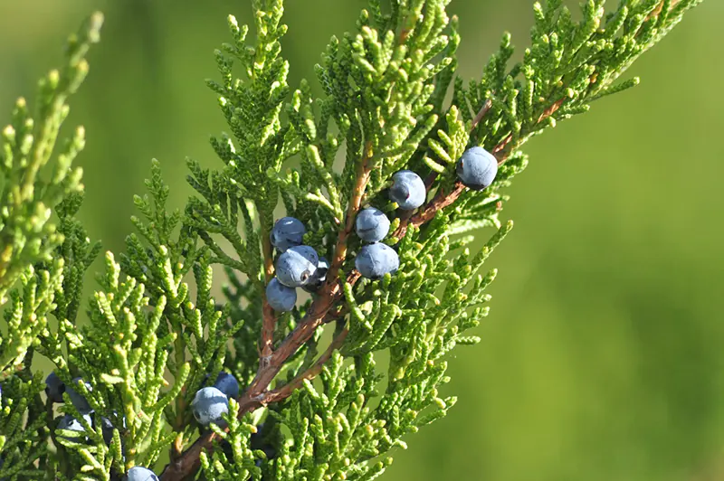 Dwarf Juniper