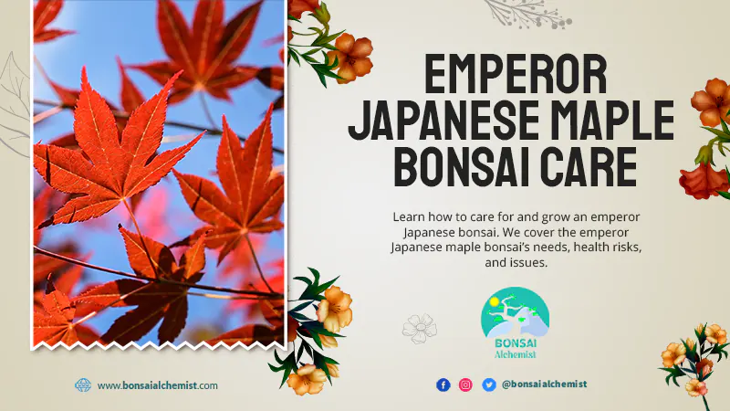 Emperor Japanese Maple Bonsai