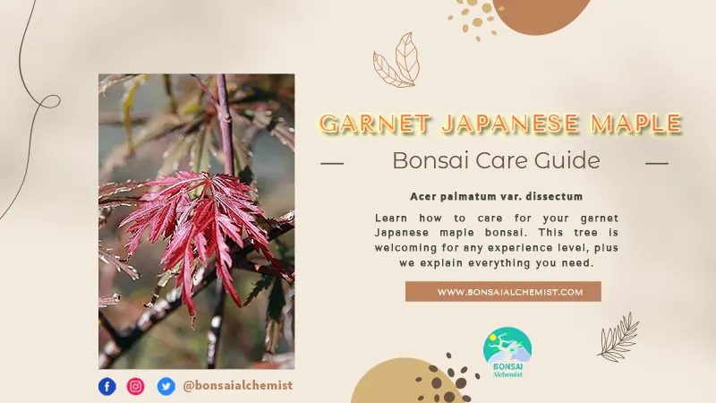 Garnet Japanese Maple