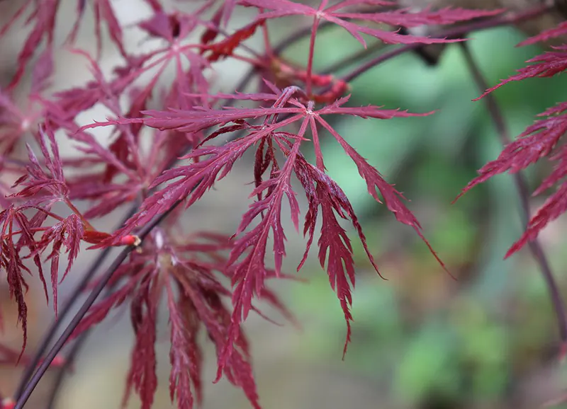 Garnet Japanese Maple