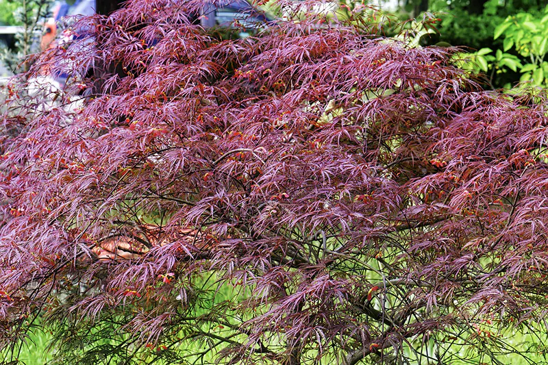 Garnet Japanese Maple