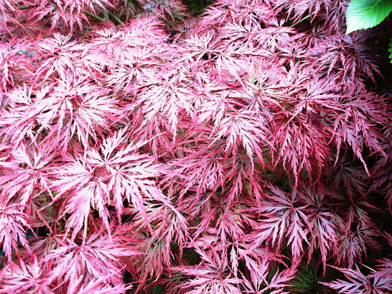 Garnet Japanese Maple