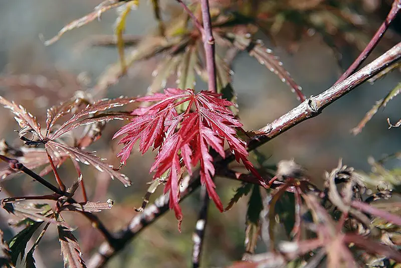 Garnet Japanese Maple