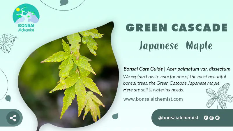 Green Cascade Japanese Maple