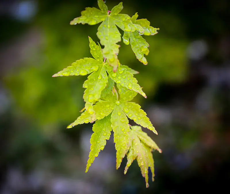 Green Cascade Japanese Maple
