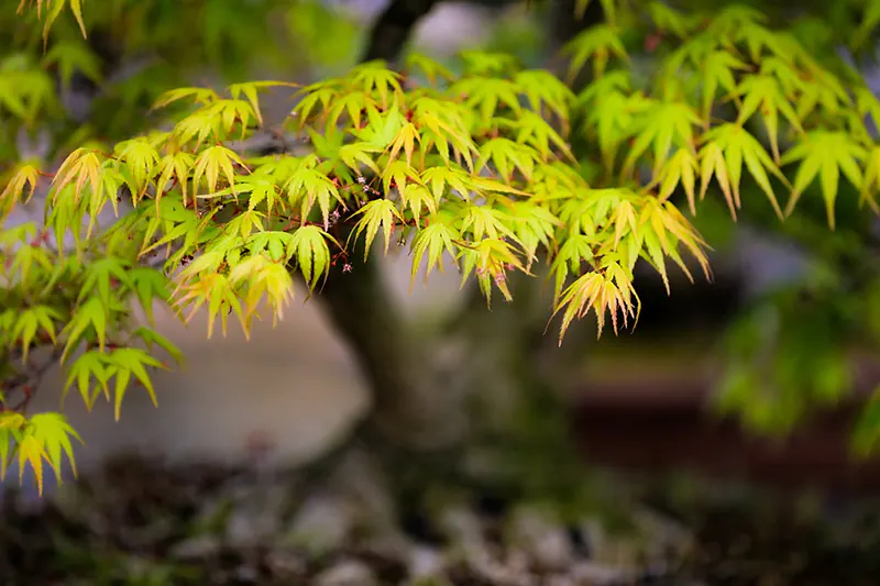 Green Cascade Japanese Maple