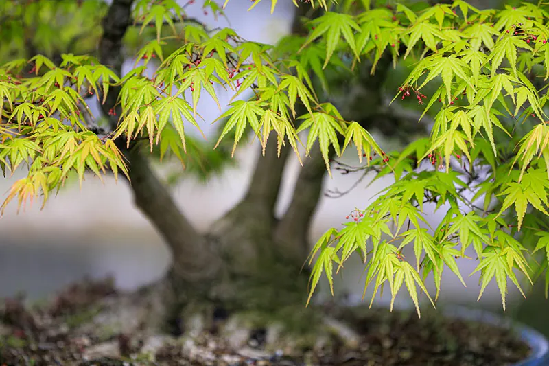 Green Cascade Japanese Maple