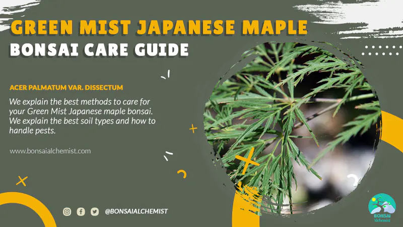 Green Mist Japanese Maple