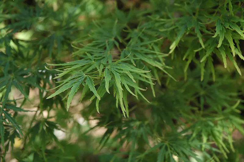 Green Mist Japanese Maple