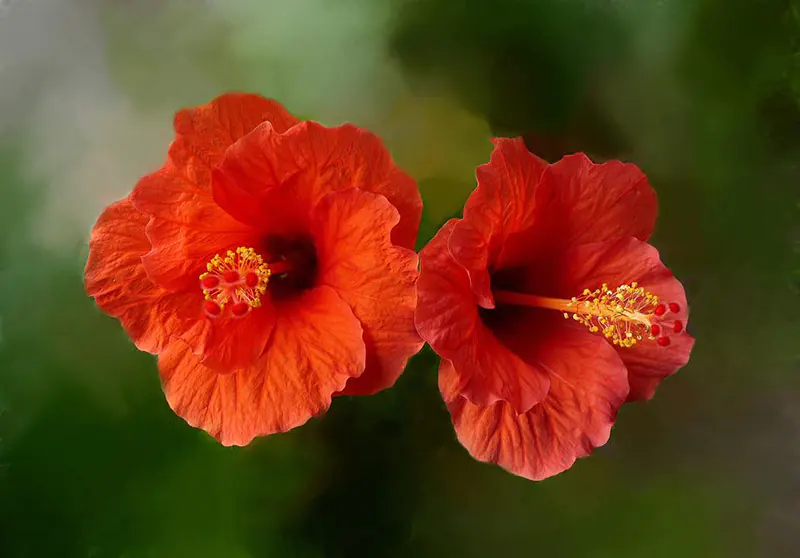 Hibiscus video