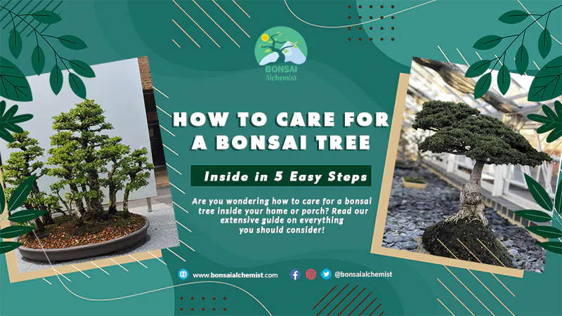 How To Care For A Bonsai Tree Inside