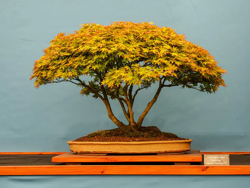 How To Care For A Bonsai Tree Inside