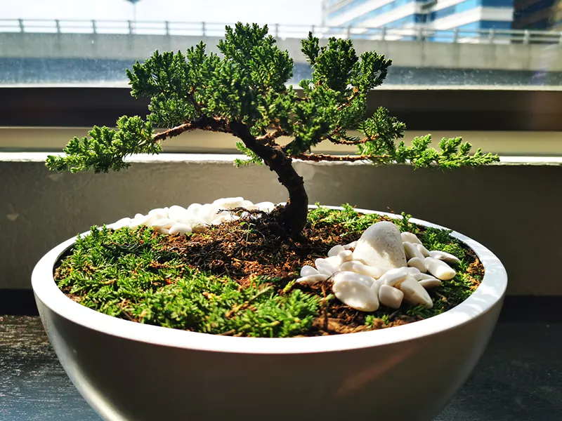 How To Care For A Bonsai Tree Inside