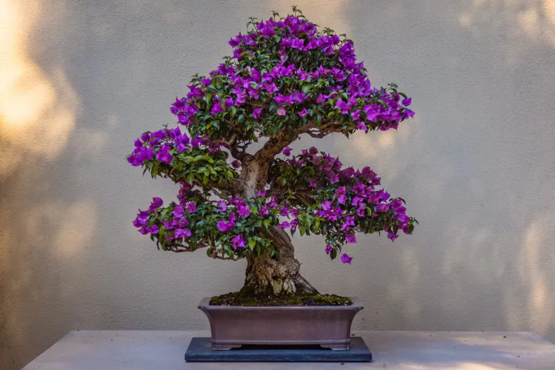 How To Care For A Bonsai Tree Inside