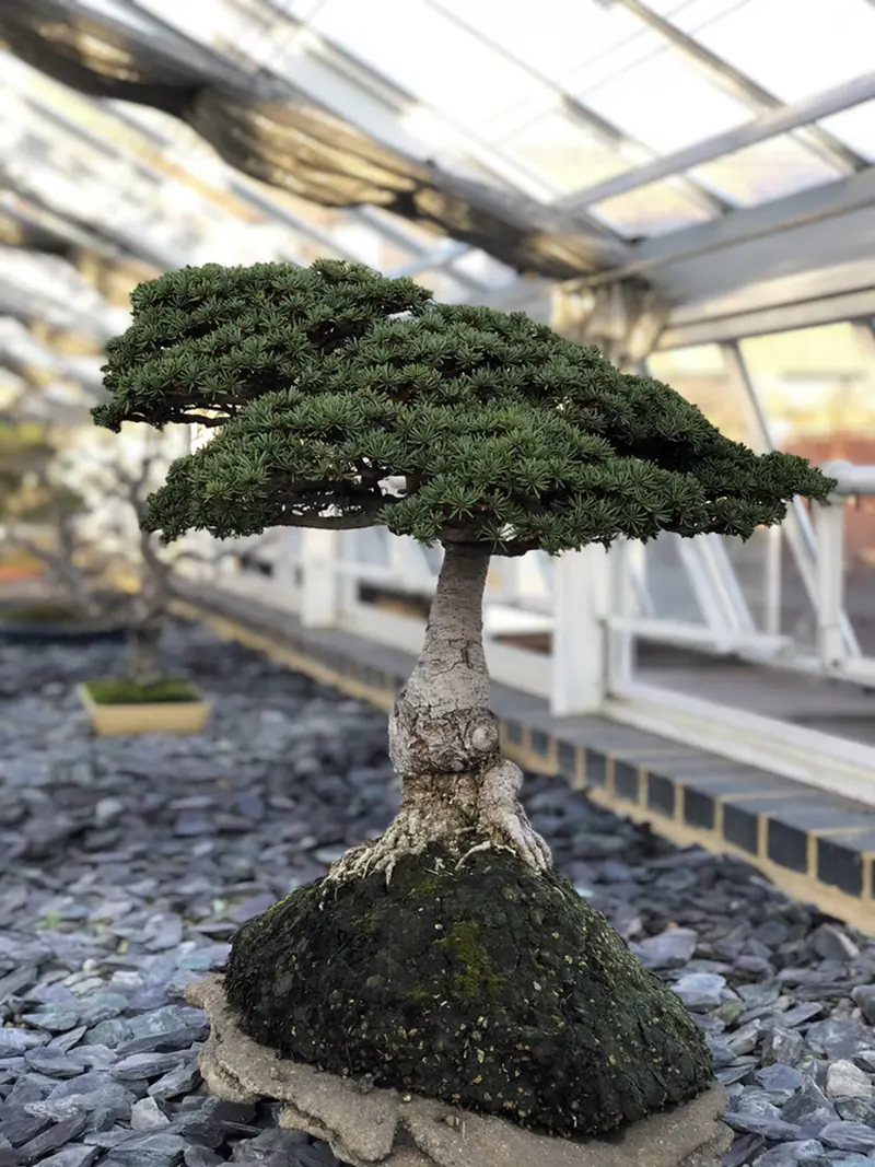 How To Care For A Bonsai Tree Inside
