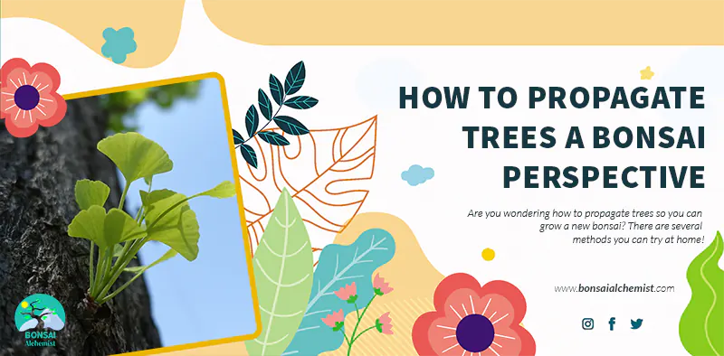How To Propagate Trees