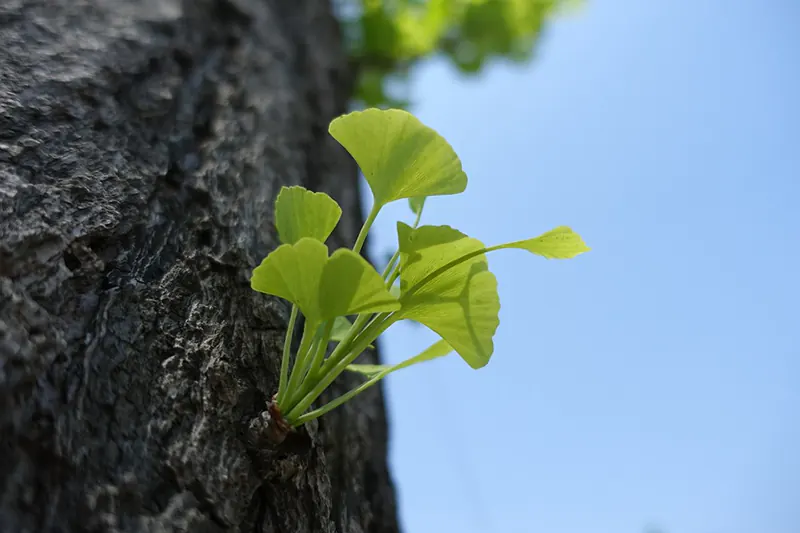 How To Propagate Trees