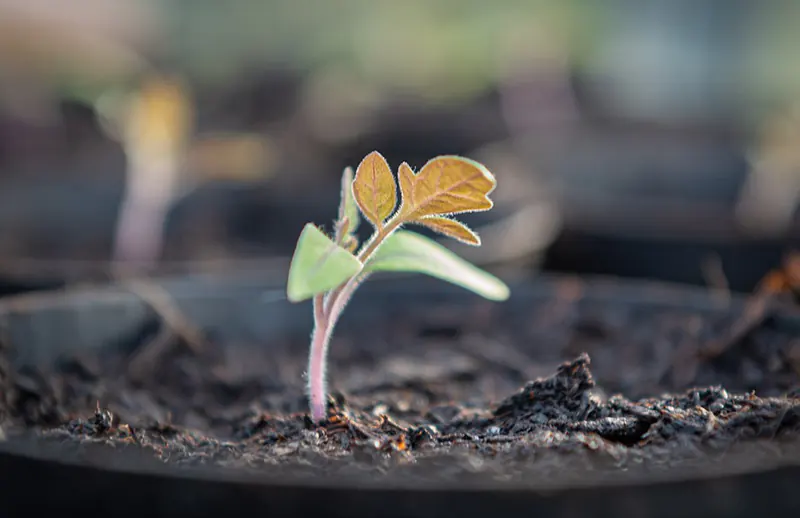 How To Propagate Trees