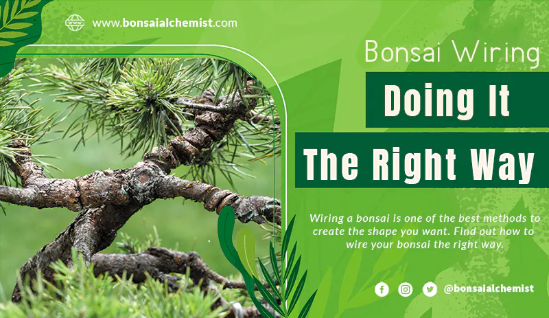 How To Wire A Bonsai And Risks To Look Out For