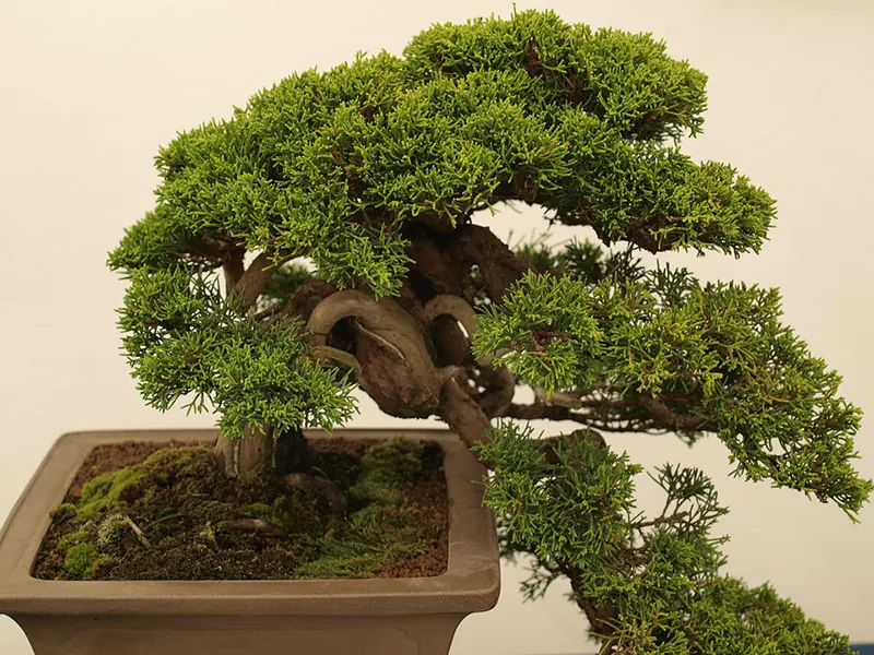 How To Wire A Bonsai And Risks To Look Out For