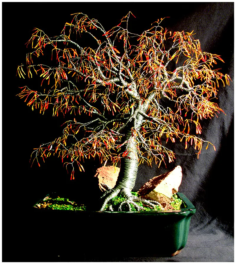 How To Wire A Bonsai And Risks To Look Out For