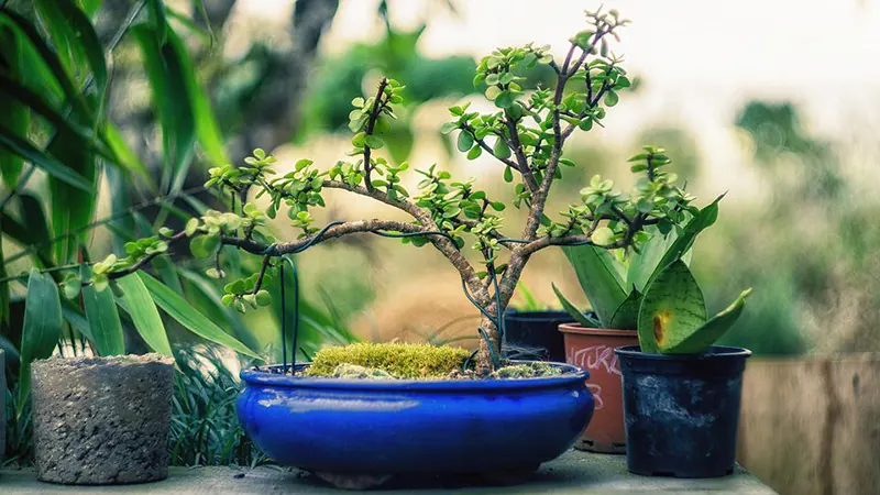 How To Wire A Bonsai And Risks To Look Out For