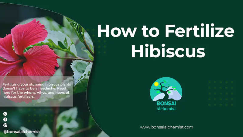 How to Fertilize Hibiscus
