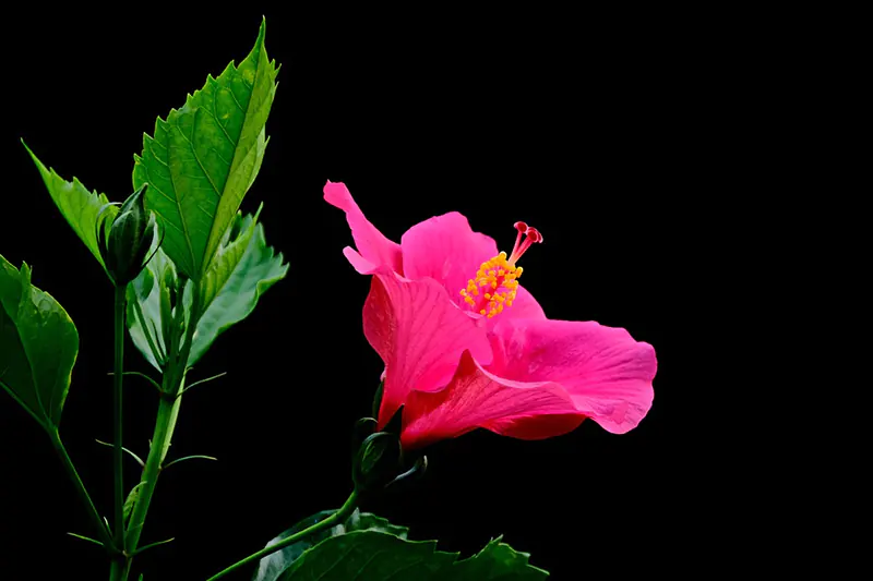 How to Fertilize Hibiscus