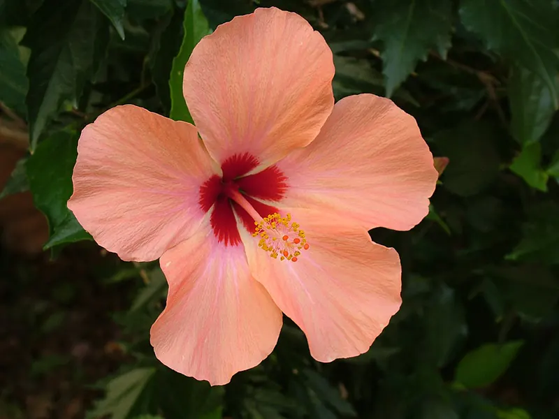 How to Fertilize Hibiscus