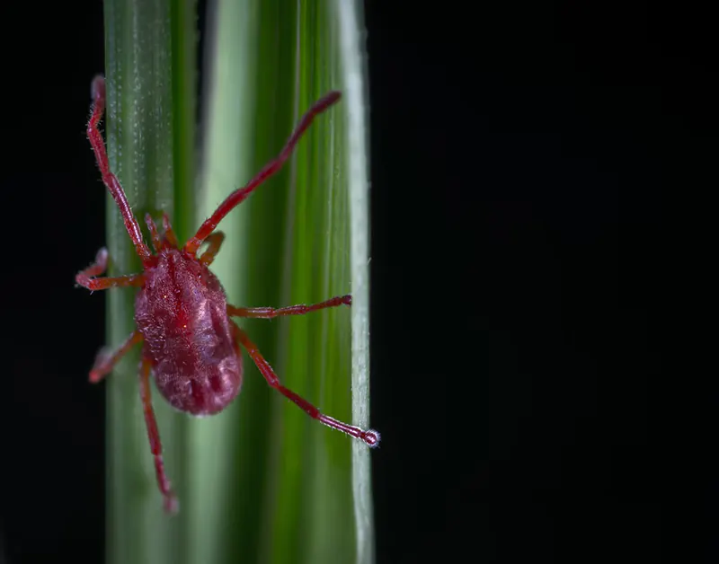 How to Get Rid of Red Spider Mites