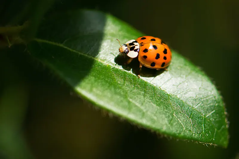 How to Get Rid of Red Spider Mites