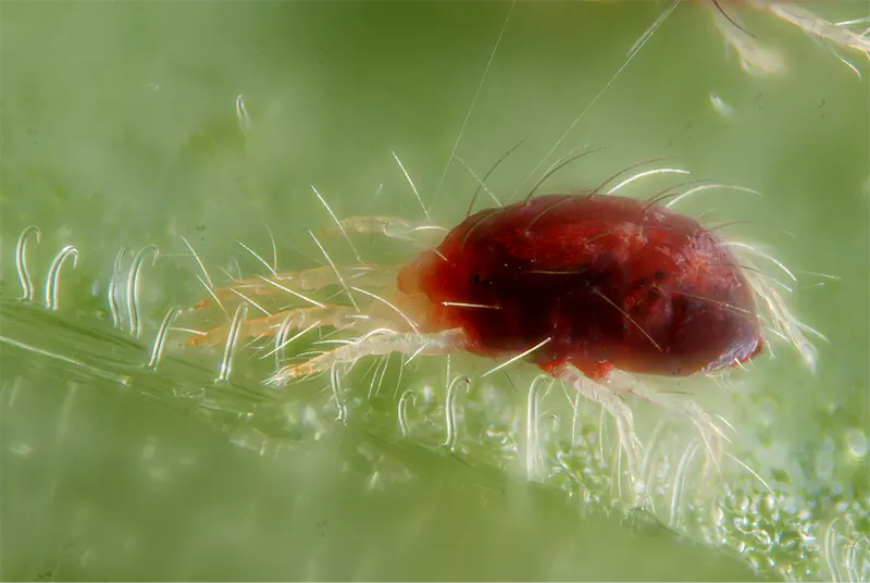 How to Get Rid of Red Spider Mites