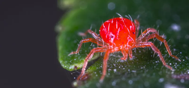 How to Get Rid of Red Spider Mites