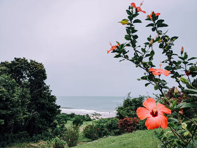 How to Keep Hibiscus in Bloom