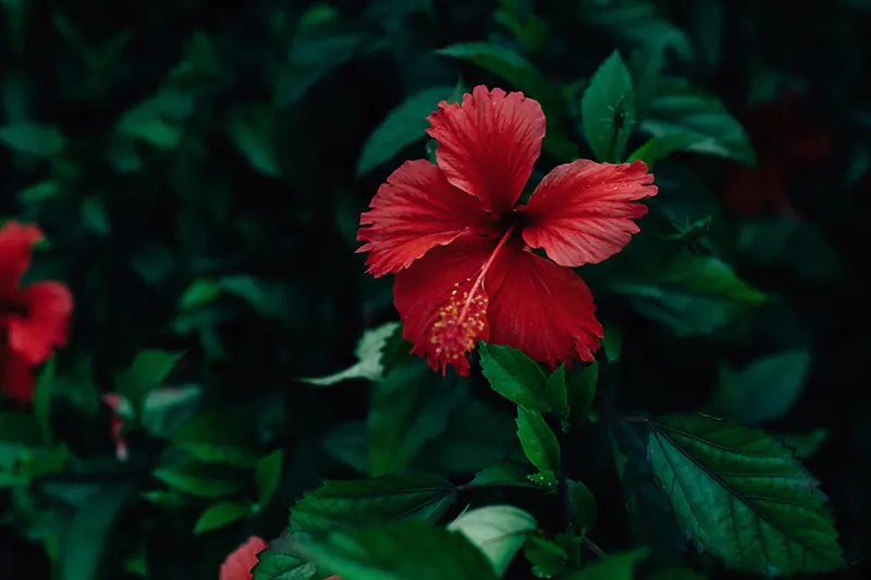 How to Keep Hibiscus in Bloom