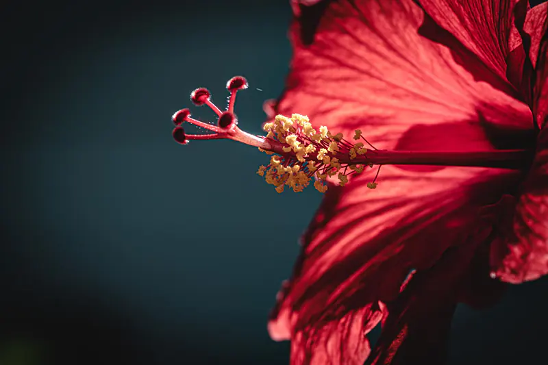 How to Keep Hibiscus in Bloom